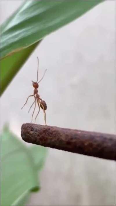 🔥 Being left alone just hurts, even if you are an ant.