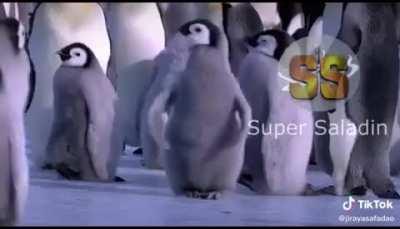 Uma comunidade de pinguins normais