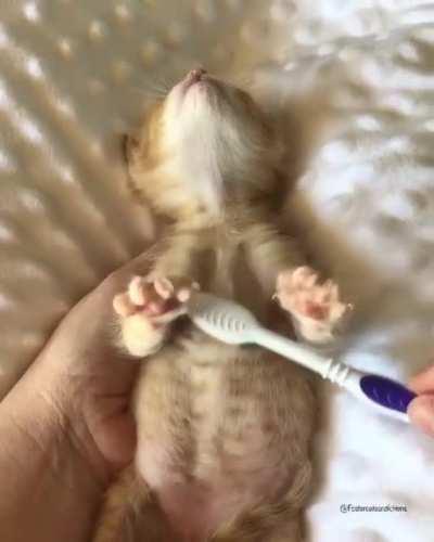 enjoying a nice little belly brush