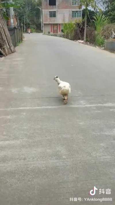 Duck walking