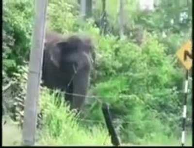 This elephant disrupting the electric fence to cross the road.