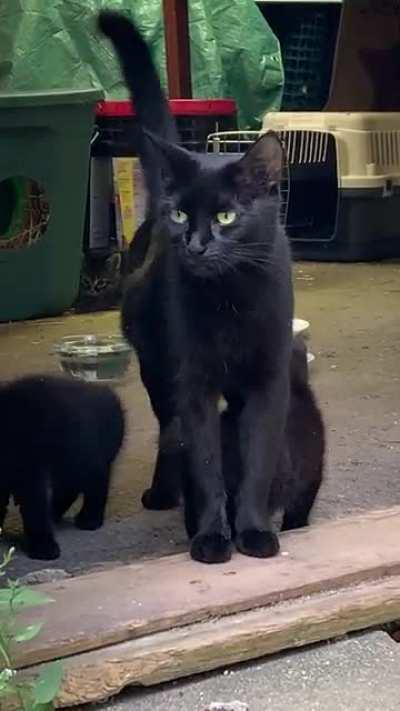 We had been feeding this stray mama for a while. One morning, we discovered that she had moved her kittens into our garage.