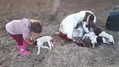 Baby veterinarian delivers a baby goat