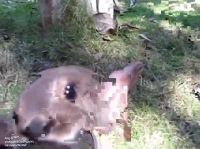 Baby river otter makes happy noises