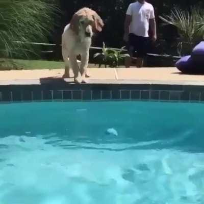 Dog doesn't seem to be able to get in the pool gracefully.