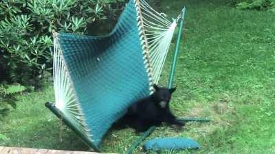 The Baby Bears have gotten very big over the past 2 months! But they still enjoy playing on the hammock!