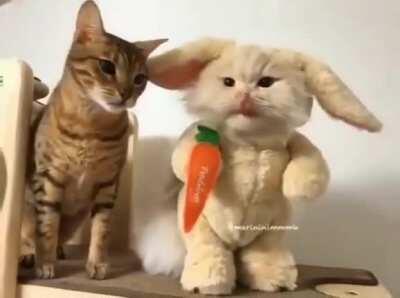 Cat And CatRabbit