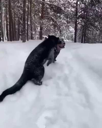 Dog &amp;amp; Black Panther; Best of Friends