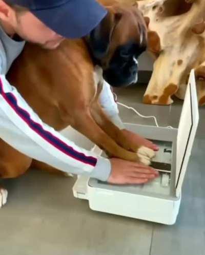 Man prints his hands into a portrait with his dogs paws, a video that fills your heart.