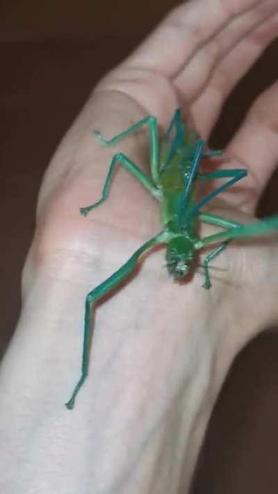 Megacrania batesii stick insects getting busy on my hand...