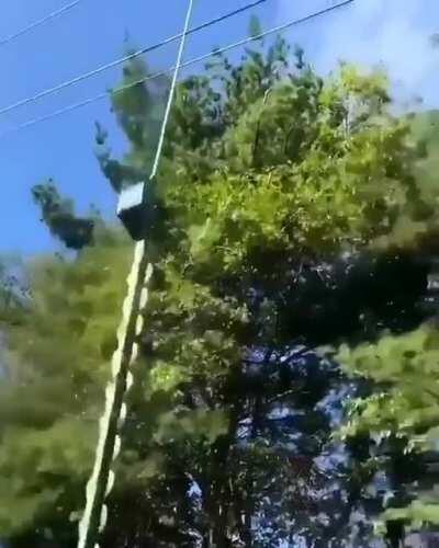 How to cut leaves next to energy line - If someone told me it was like that I would say it was a lie