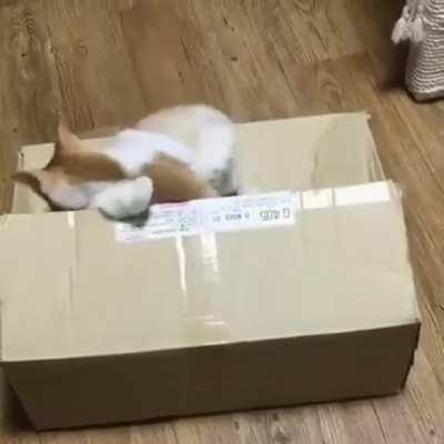 iNnOCenT cAT gETs SuCkED inTo thE fUcKinG AbYss