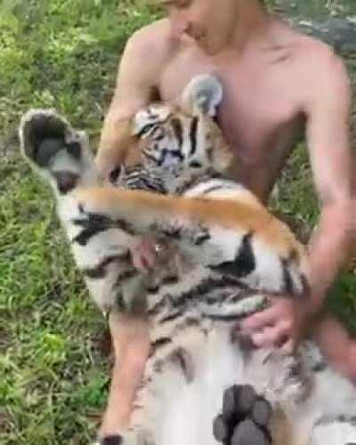 Big kitty loves belly rubs