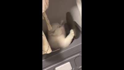 Cat vs The Lid