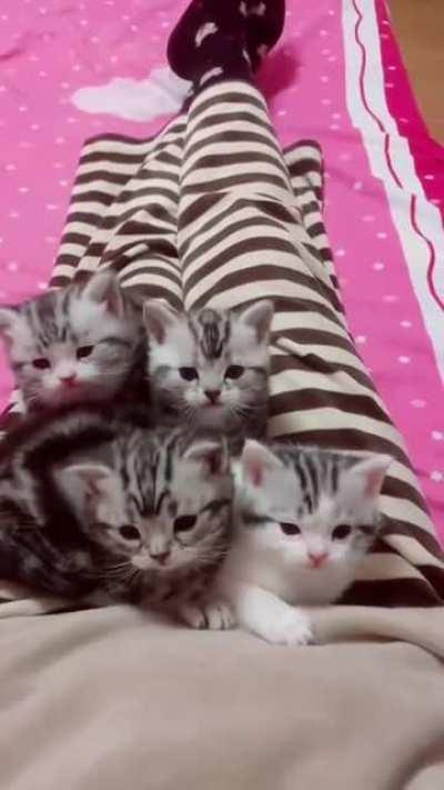 So cute kittens