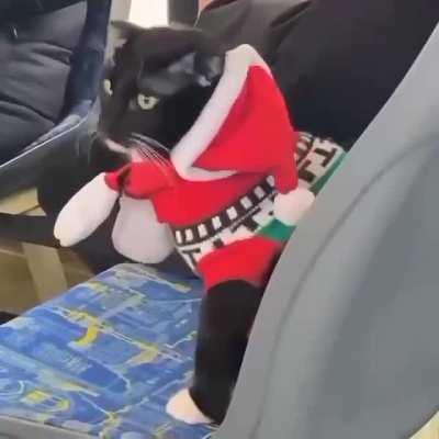 Just Christmas cat in Russian tram