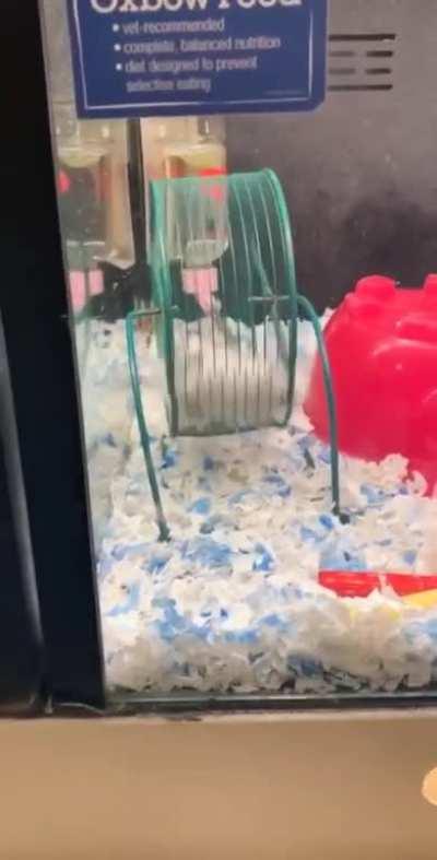 One hamster hopping over another at incredible speed