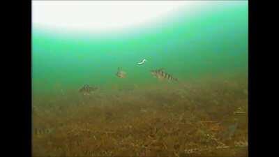 When a Jumbo Perch comes storming in. Lake Simcoe.