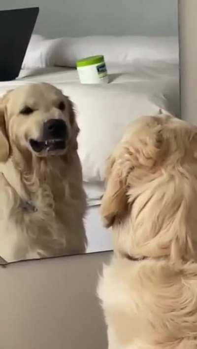 Dog practices angry faces in mirror