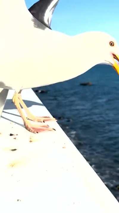 Mick Foley feeding seagulls