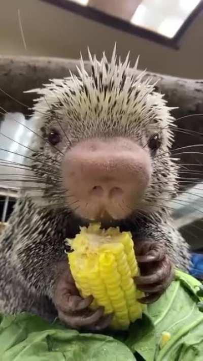 Rico the Porcupine eating corn at the Cincinnati Zoo.