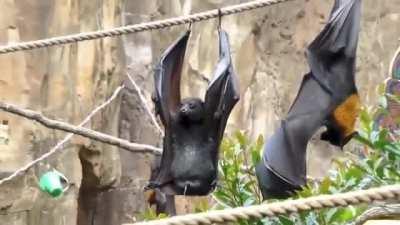 How upside-down hanging bats perform micturition.