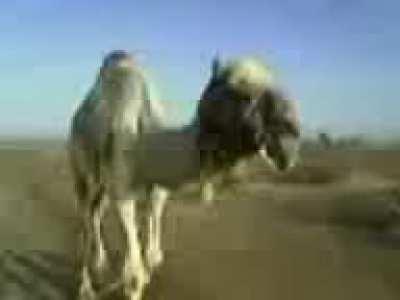 Funny camel video