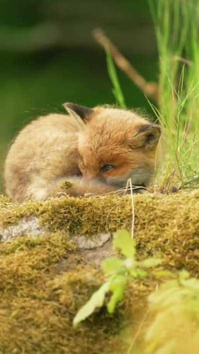 A little fox curled up and trying to fall asleep