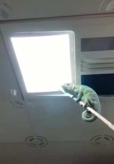 He puts chameleon on stick to get rid of fly