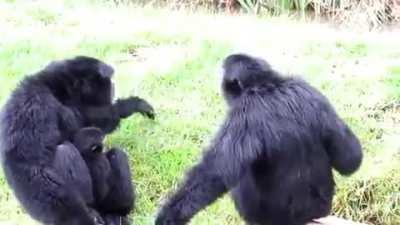 A couple of Siamang Apes vocalizing