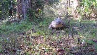 Cuban Crocodile “Chiquita” galloping like a dog, on command.