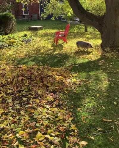 Playing in the leaves