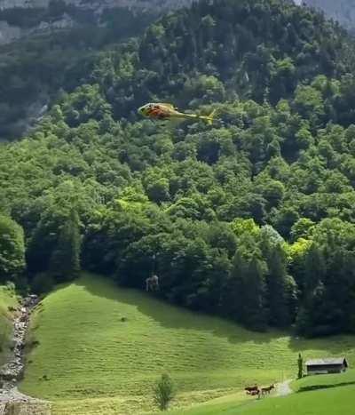 Older cows in high Swiss Alpine meadows get taken down the mountain using rotary blade aircraft.