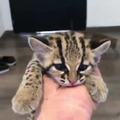 Baby ocelot and baby leopard