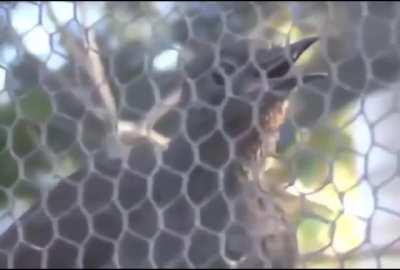 This bird lives in a zoo and imitate the sounds of construction work that was carried out nearby