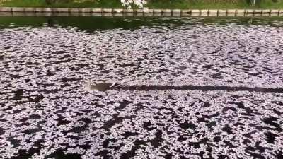 Just a duck swimming through a river of cherry blossoms