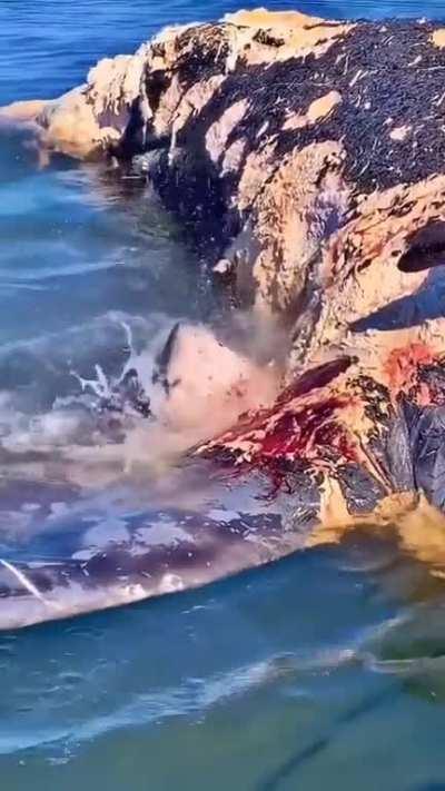 Probably the happiest a great white shark can be, chomping away at a lovely humpback carcass. You can almost feel the power in its jaws