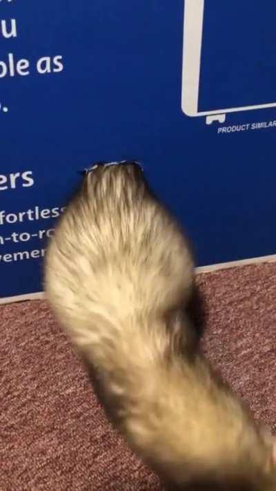 Ferrets are liquids