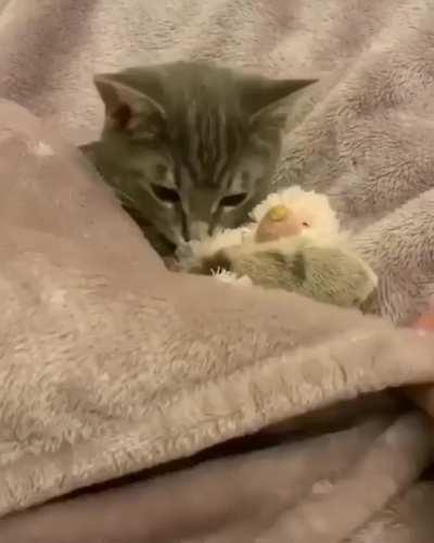 Kitty bedtime