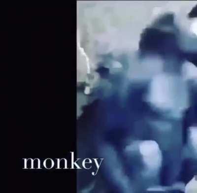 An interesting MONKE