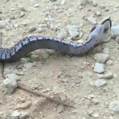 Hognose snake theatrically fakes death to avoid predation