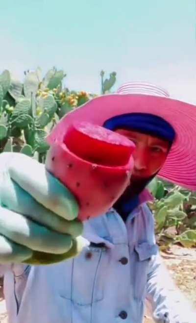 Opening a Prickly Pear [also known as Opuntia, tuna, or sabra, which is a cactus fruit with a unique fruit punch like flavor... tart, rich, and sweet. -- Prickly pears and the edible cactus pads, called nopal, are covered in sharp spines!]