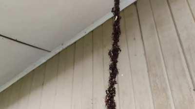 An army of ants built a bridge to invade this wasps nest