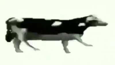 guys cow is speaking fact