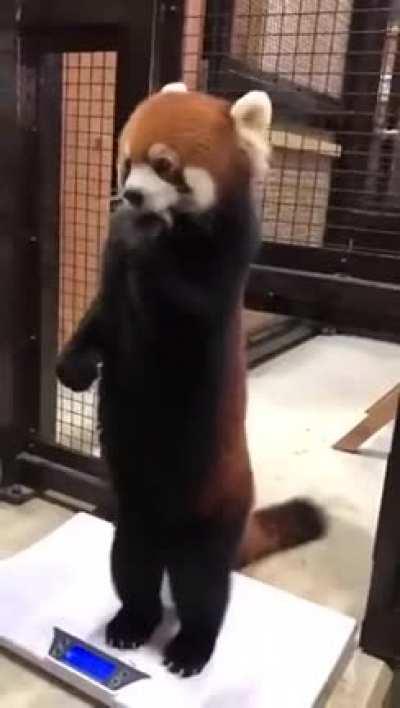 This red panda eating an apple.