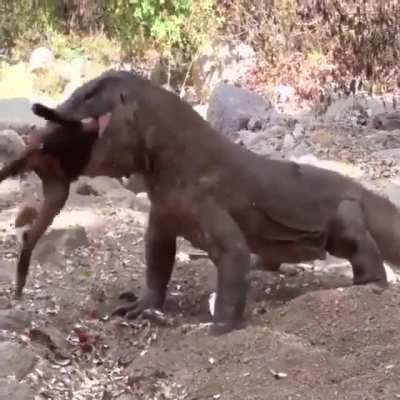 Komodo dragon swallows an entire goat