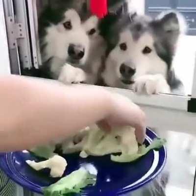 Cauliflower is their favorite