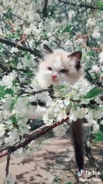 These white cats perched in this tree are beautiful 😍