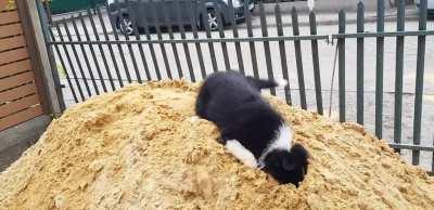 So Fury (yup, that's her name) seems to like this new pile of sand