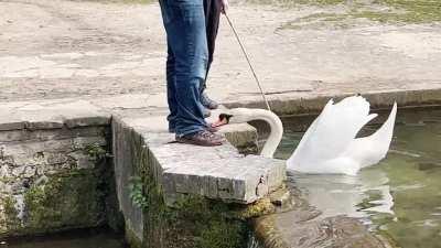 Swan tries to eat human